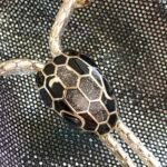 BVLGARI Serpenti Forever Metallic Karung Leather Bucket Bag 16cm Exotic Drawstring Crossbody and Top Handle Handbag with Signature Snakehead Closure BVLGARI Serpenti Forever Metallic Karung Leather Bucket Bag 16cm Exotic Drawstring Crossbody and Top Handle Handbag with Signature Snakehead Closure